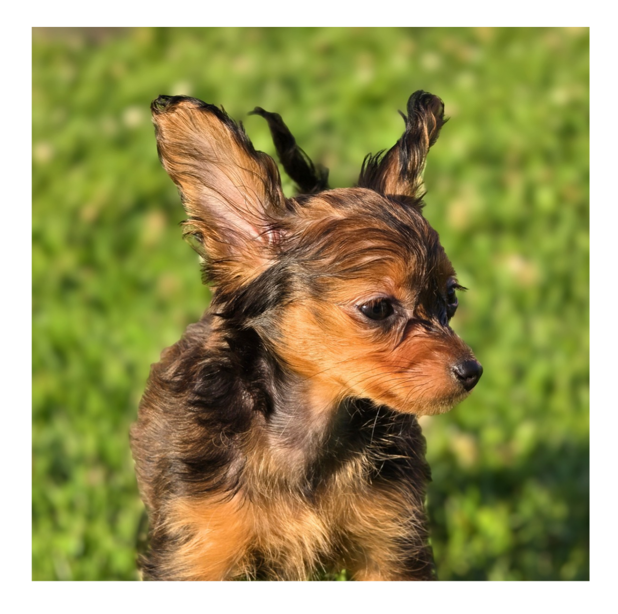 Amor Felicitas - Chiots disponibles - Russkiy Toy (Petit Chien Russe)