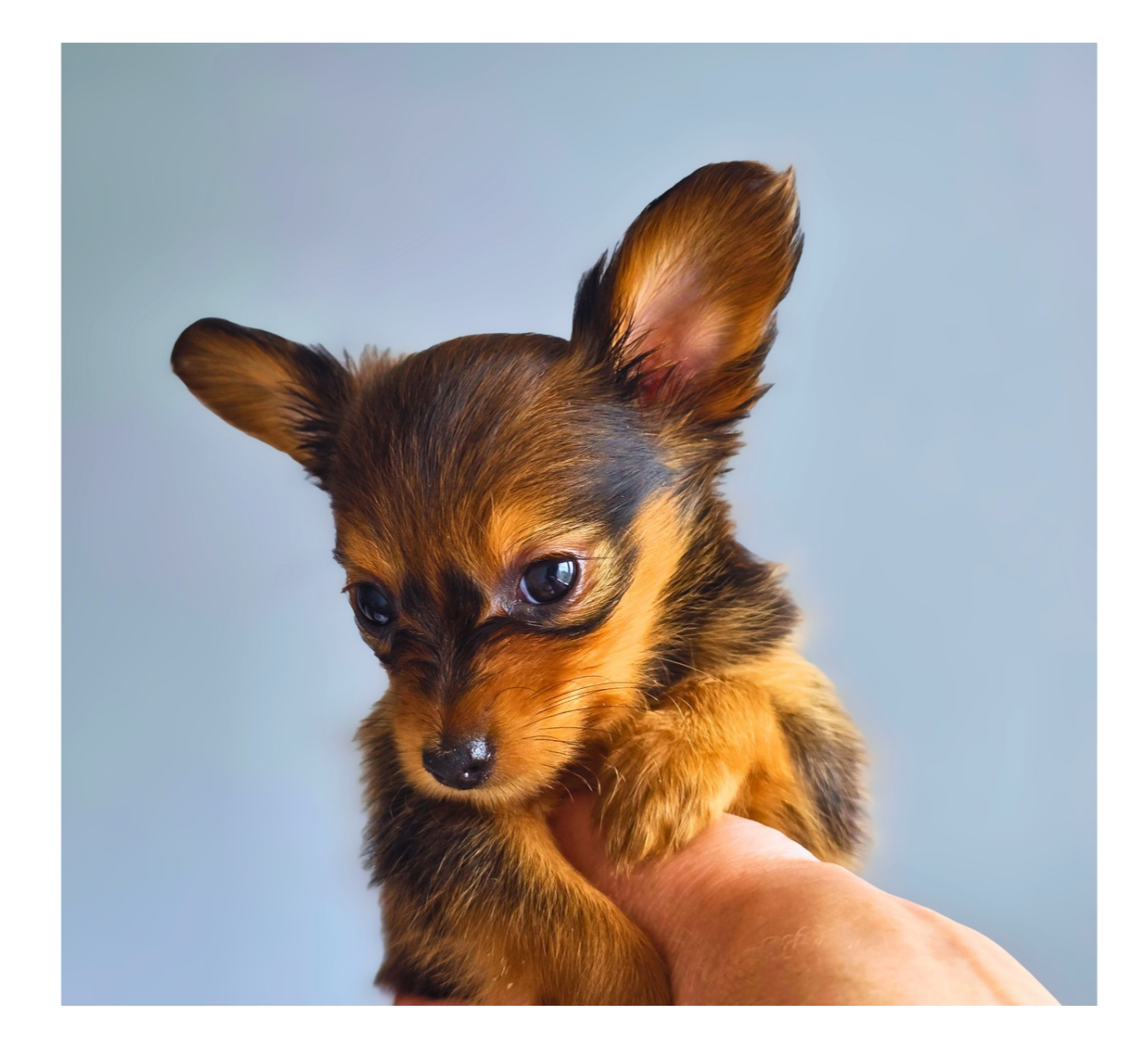 Amor Felicitas - Chiots disponibles - Russkiy Toy (Petit Chien Russe)